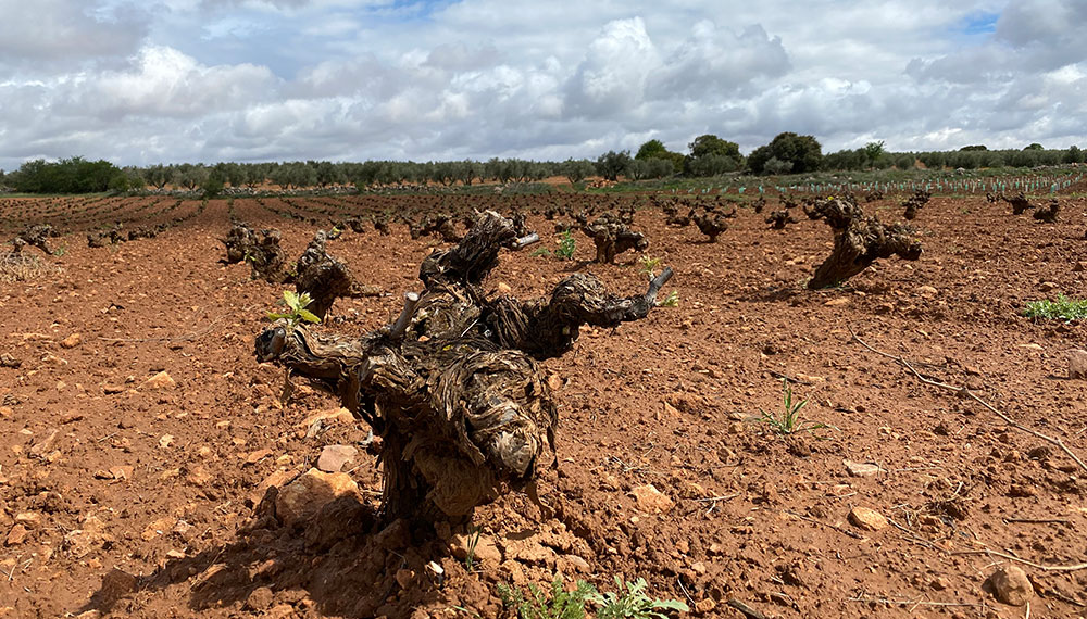 bodegasloreto elaboracion5